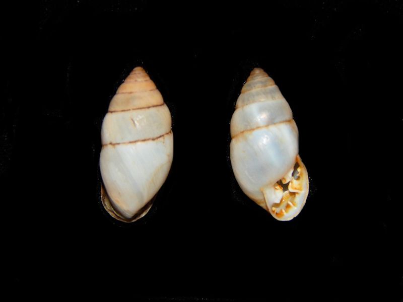 Cyclodontina dentata (2)-Paysandu,Uruguay-Lot # 10575 Cyclodontina dentata (2)-Paysandu,Uruguay-Lot # 10575