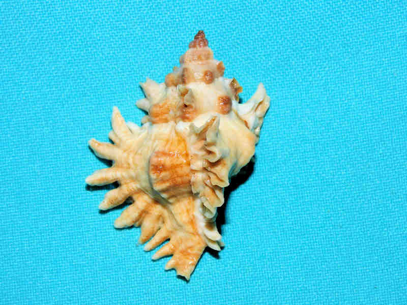 Chicoreus (Triplex) denudatus 2 1/8” & 52.09mm."Uncommon"#700310 Chicoreus (Triplex) denudatus 2 1/8” & 52.09mm."Uncommon"#700310