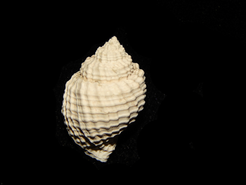 Cancellaria depressa 1”-Yorktown Formation-Lot#14582 Cancellaria depressa 1”-Yorktown Formation-Lot#14582