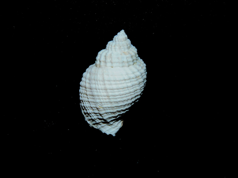 Cancellaria depressa 1 ¼” or 31.75mm. Yorktown #17150 Cancellaria depressa 1 ¼” or 31.75mm. Yorktown #17150