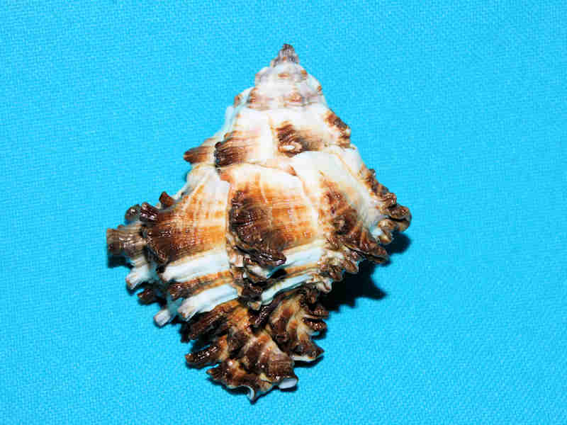 Hexaplex cichoreum depressospinosus 2 ½” or 59.83mm. "Lovely" LOT#901244JB (image for) Hexaplex cichoreum depressospinosus 2 ½” or 59.83mm. "Lovely" LOT#901244JB