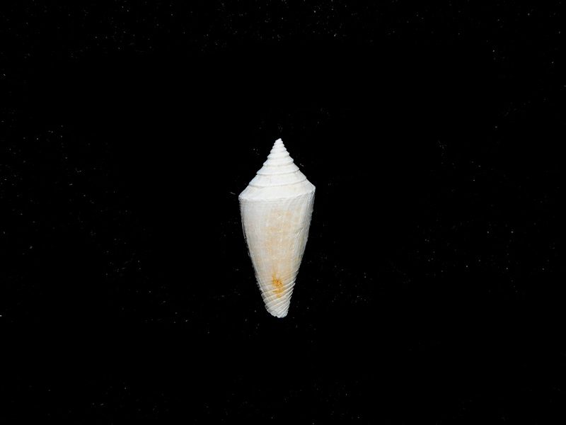 Gradiconus desotoensis 20.68mm.Brantley Pit #17415