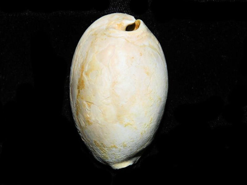 Siphocypraea (Floridacypraea) desotoensis 2 ¼” or 55.69mm.#16864 Siphocypraea (Floridacypraea) desotoensis 2 ¼” or 55.69mm.#16864