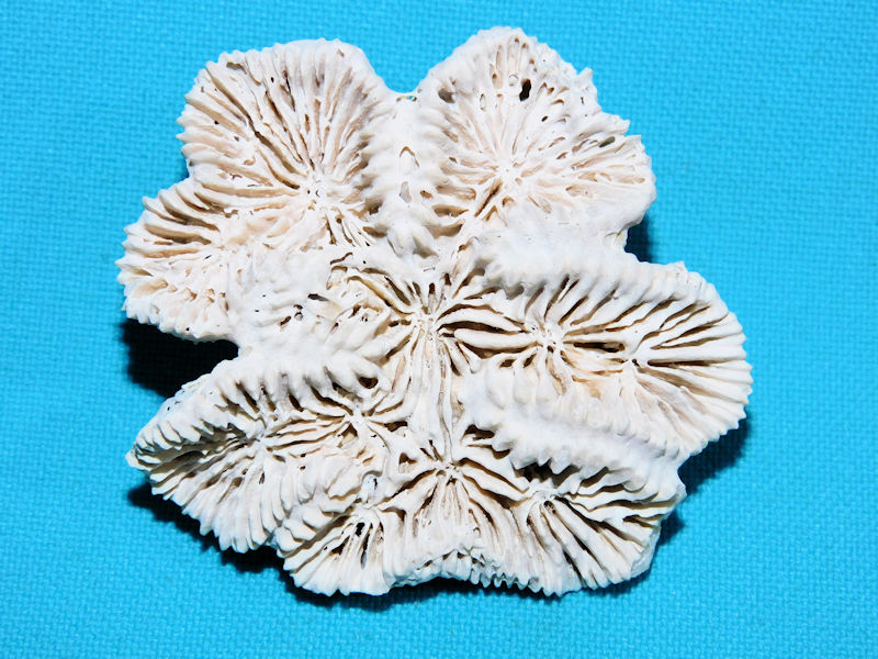 Isophyllia desotoensis 2 ¼” or 57.11mm.Golden Gate #16973 Isophyllia desotoensis 2 ¼” or 57.11mm.Golden Gate #16973