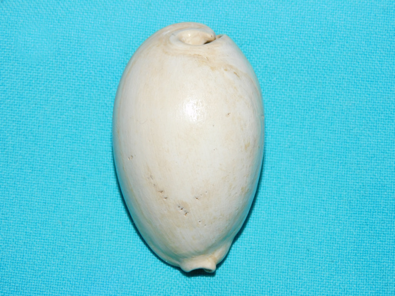 Siphocypraea desotoensis 2 3/8” or 57.90mm.Brantley #16923 Siphocypraea desotoensis 2 3/8” or 57.90mm.Brantley #16923