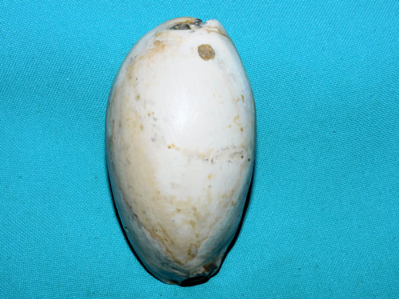 Siphocypraea desotoensis 3 ¼” or 81.39mm.Giant #16876 Siphocypraea desotoensis 3 ¼” or 81.39mm.Giant #16876