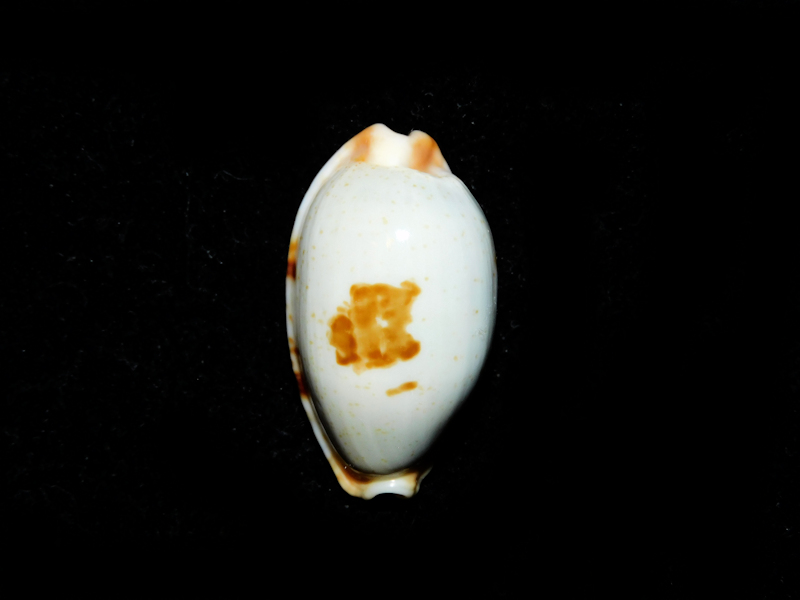 Bistolida diauges 1 ¼” or 30.39mm. "Superb Zanzibar"#700441