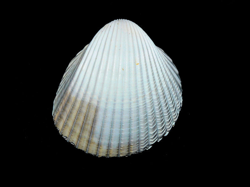 Dinocardium robustum 2 1/8" or 52.43mm. Juve Fossil #17027 Dinocardium robustum 2 1/8" or 52.43mm. Juve Fossil #17027