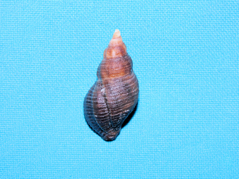 Lirabuccinum dirum 1 3/8” or 33.04mm. British Columbia #17595