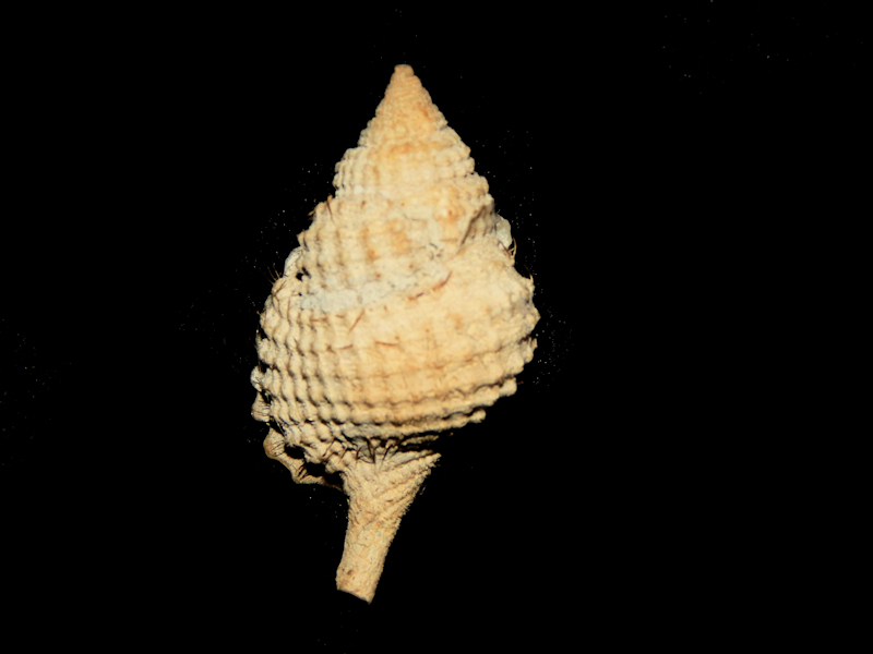 Distorsio clathrata 1 3/4” w/o-Dry Tortugas-Lot#16178 Distorsio clathrata 1 3/4” w/o-Dry Tortugas-Lot#16178