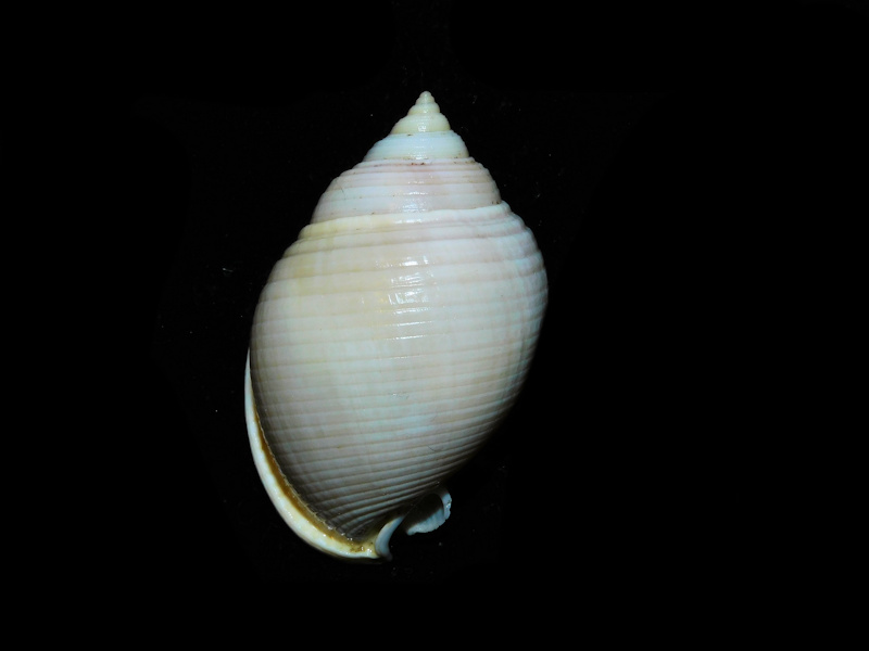 Semicassis bisulcata diuturna 2” or 50.58mm."Zanzibar" #700268 Semicassis bisulcata diuturna 2” or 50.58mm."Zanzibar" #700268