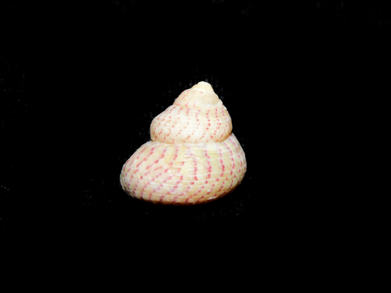 Gibbula (Gibbula) divaricata 17.44mm. w/o Croatia Lot#16818 Gibbula (Gibbula) divaricata 17.44mm. w/o Croatia Lot#16818