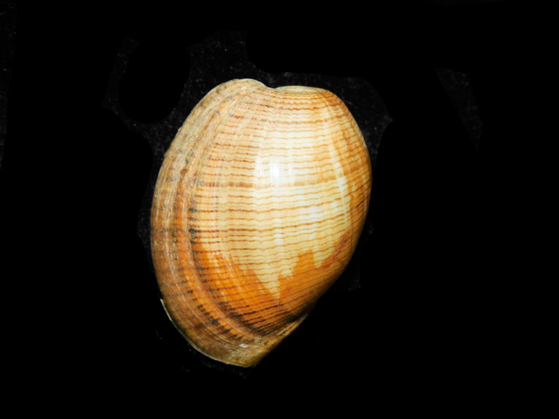 Hydatina physis 1 3/8” or 33.07mm."Philippines"#700914 Hydatina physis 1 3/8” or 33.07mm."Philippines"#700914