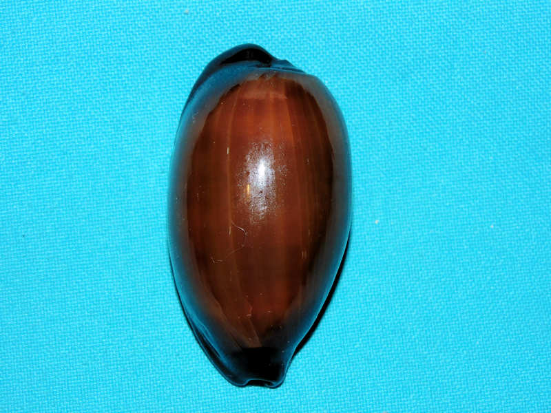 Talparia exusta f. meridiana 2 ½” or 60.51mm."Rare" #700368