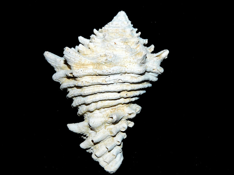 Hystrivasum horridum 3’ or 76.19mm."Brantley Pit" #17470