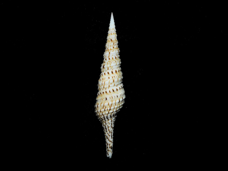 Turridae