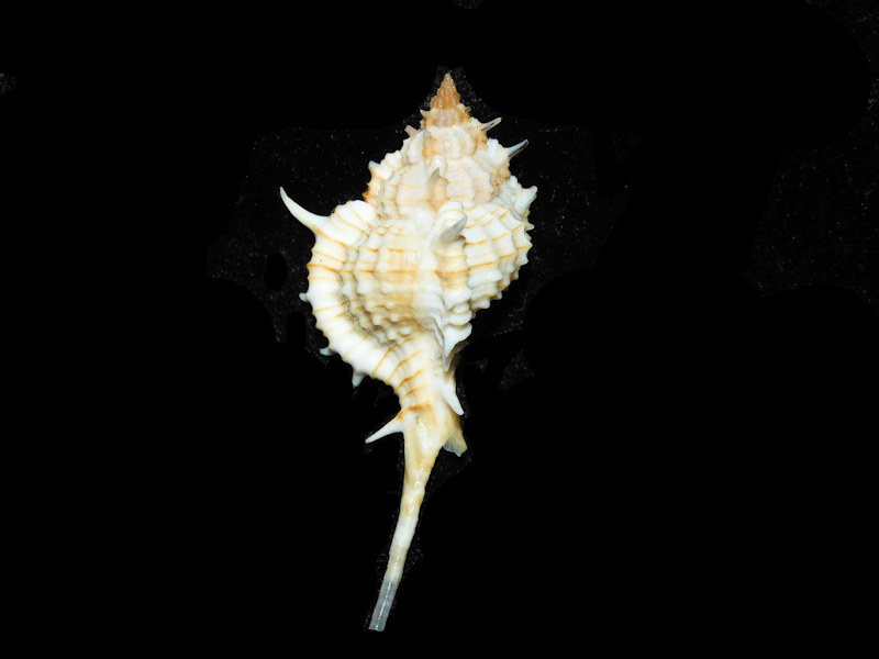 Siratus articulatus 2 3/8” or 59.62mm. "Dominican Republic" LOT#700985G (image for) Siratus articulatus 2 3/8” or 59.62mm. "Dominican Republic" LOT#700985G