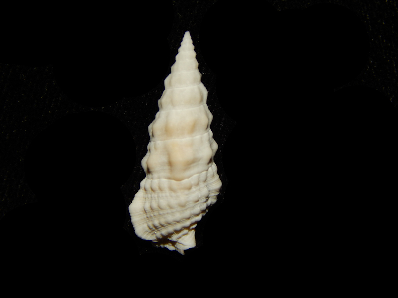 Cerithium dominicensis 24.93mm-Golden Gate Member-Lot#16183 Cerithium dominicensis 24.93mm-Golden Gate Member-Lot#16183
