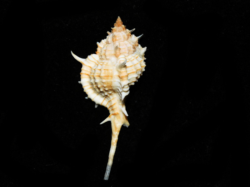Siratus articulatus 2 1/2” or 59.64mm."Gorgeous" #700603 - Click Image to Close