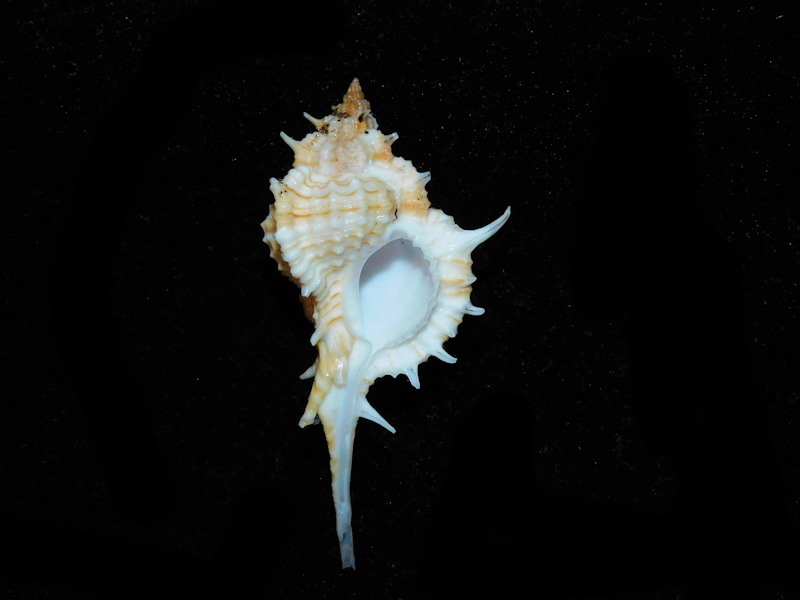 Siratus articulatus 2 1/2” or 59.64mm."Gorgeous" #700603 - Click Image to Close