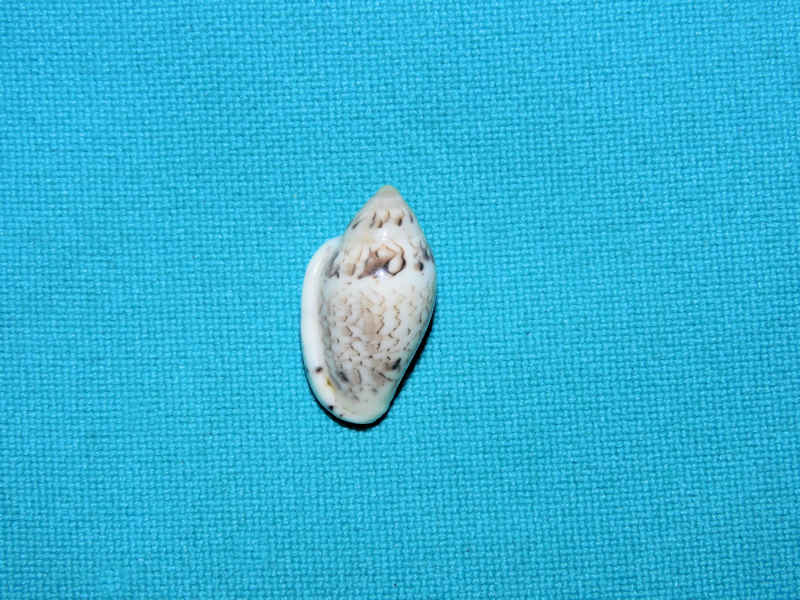 Marginella rosea 20.29mm.SW Cape Africa #17370