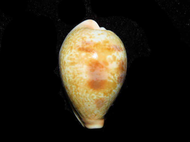 Erronea subviridis dorsalis 1 5/8” or 37.13mm."Gorgeous Variant" LOT#901231JB (image for) Erronea subviridis dorsalis 1 5/8” or 37.13mm."Gorgeous Variant" LOT#901231JB