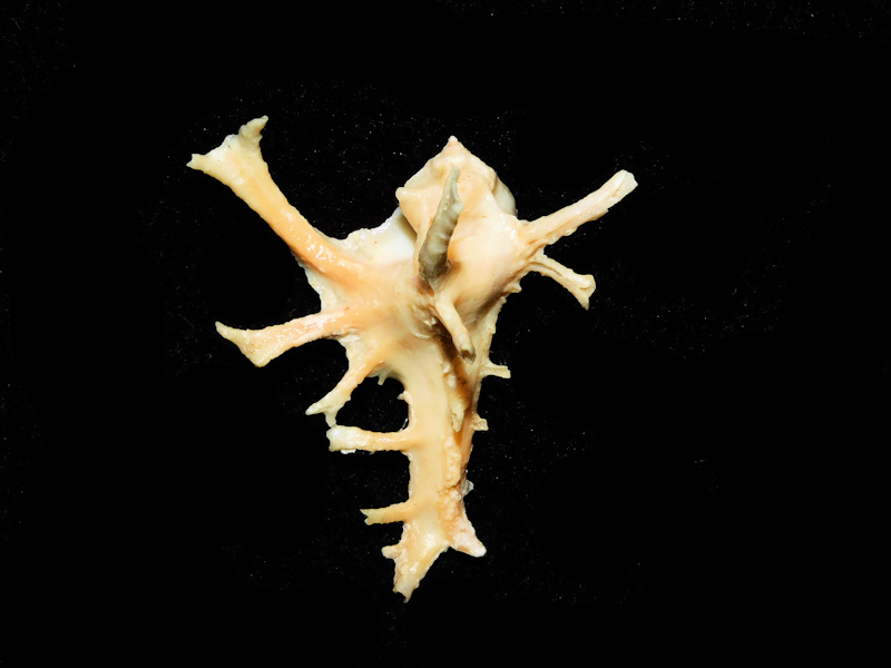 Muricidae