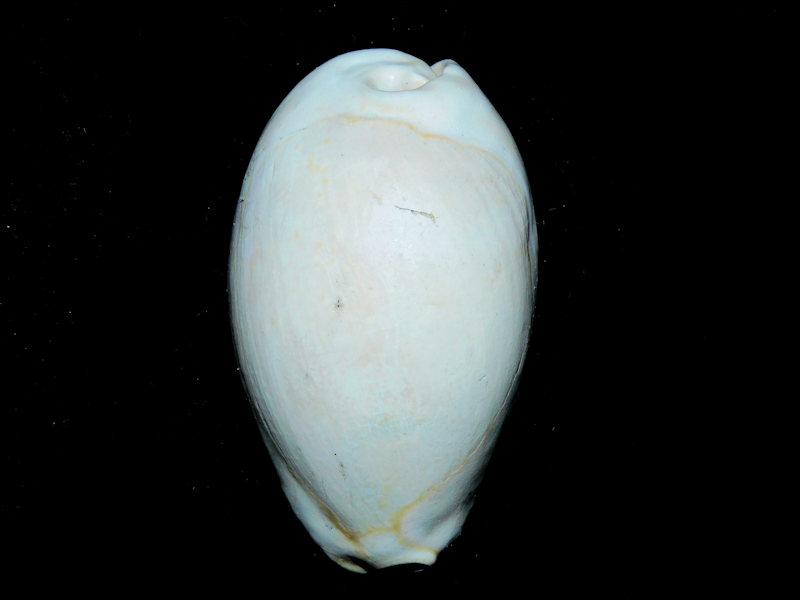 Siphocypraea (Floridacypraea) dubari 2 ¾” or 68.31mm.#800087 Siphocypraea (Floridacypraea) dubari 2 ¾” or 68.31mm.#800087
