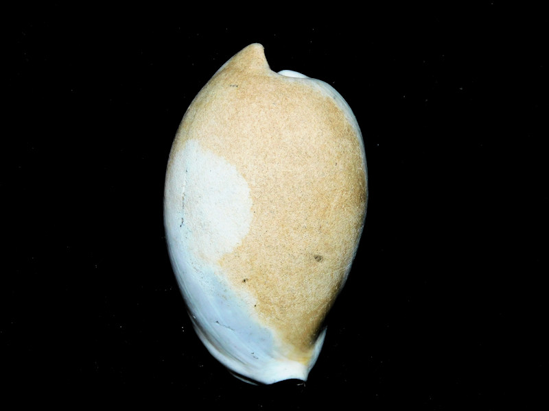 Calusacypraea duerri 2 1/2” or 61.94mm. "Ultra-Rare" #500066