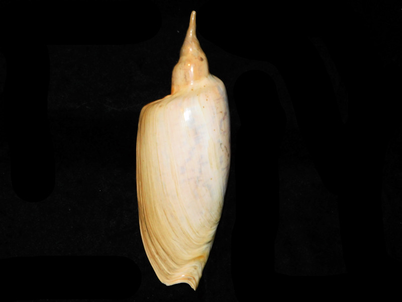 Zidona dufresnei dufresnei 7 ¾” or 194.86mm."Lovely"#700721 Zidona dufresnei dufresnei 7 ¾” or 194.86mm."Lovely"#700721