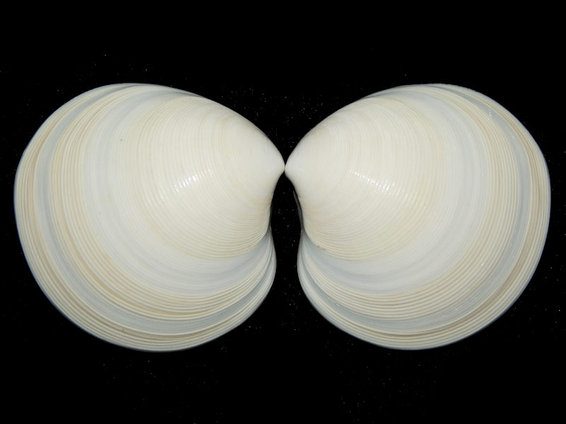 Dosinia dunkeri 1 7/8” -San Carlos, West Mexico-Lot#16298 Dosinia dunkeri 1 7/8” -San Carlos, West Mexico-Lot#16298