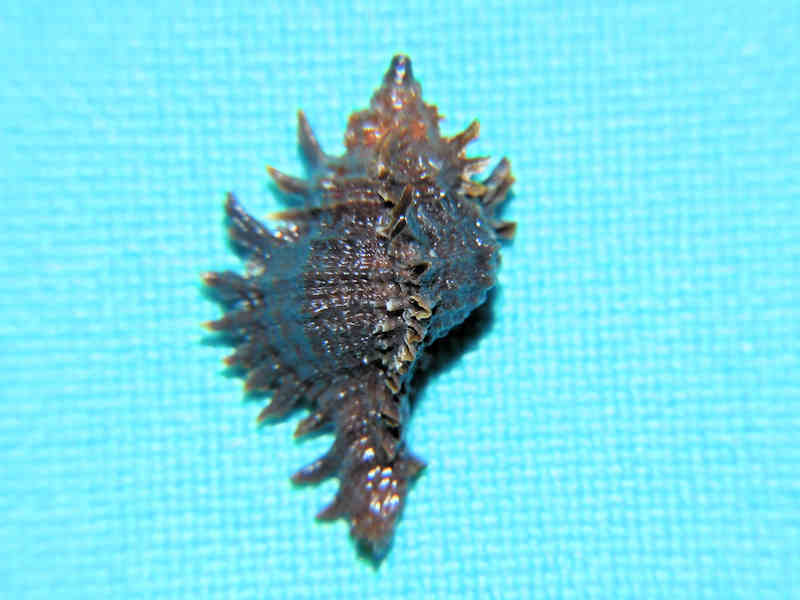 Chicoreus (Triplex) dunni 20.17mm "Eleuthera Salt Ponds" LOT#17997 (image for) Chicoreus (Triplex) dunni 20.17mm "Eleuthera Salt Ponds" LOT#17997