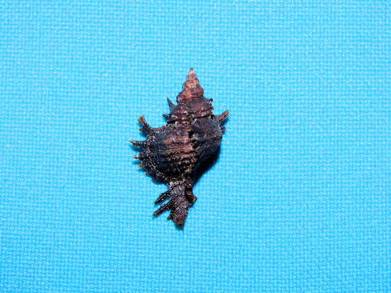 Chicoreus dunni 23.15mm. Palmetto Point #17254 Chicoreus dunni 23.15mm. Palmetto Point #17254
