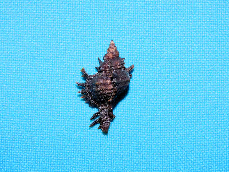 Chicoreus dunni 23.15mm. Palmetto Point #17254 - Click Image to Close