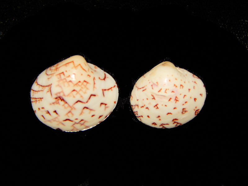 Lioconcha castrensis(2) 18.08mm & 20.33mm-Lot#12275 Lioconcha castrensis(2) 18.08mm & 20.33mm-Lot#12275