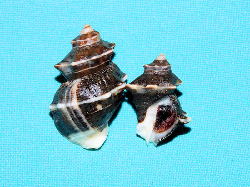 Thaisella kiosquiformis (2) 39.69mm & 30.24mm. w/o #700723 Thaisella kiosquiformis (2) 39.69mm & 30.24mm. w/o #700723
