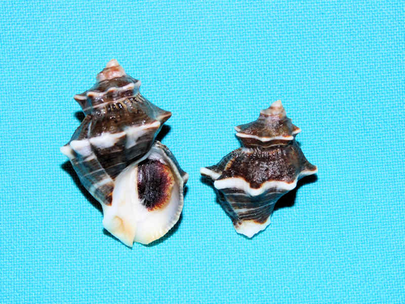 Thaisella kiosquiformis (2) 39.69mm & 30.24mm. w/o #700723