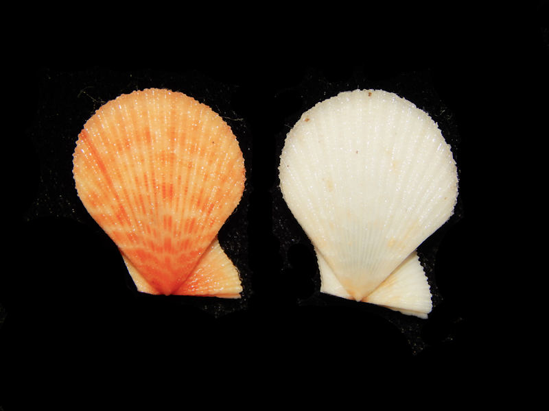 Caribachlamys sentis(2)-Lovely Albino & Orange-Lot#13083 Caribachlamys sentis(2)-Lovely Albino & Orange-Lot#13083