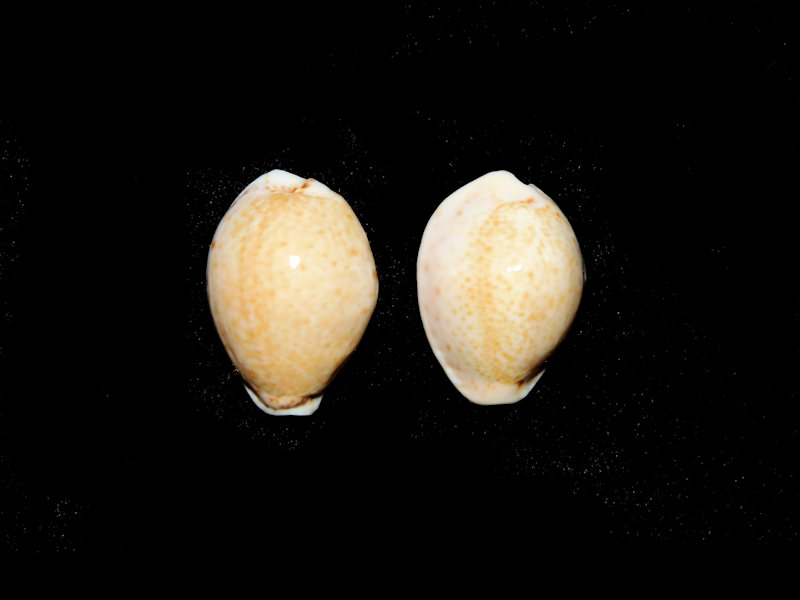 Naria acicularis acicularis(2)24.89mm or 23.86mm."Boynton"#17296