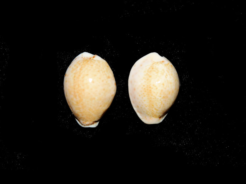 Naria acicularis acicularis(2)24.89mm or 23.86mm."Boynton"#17296 Naria acicularis acicularis(2)24.89mm or 23.86mm."Boynton"#17296