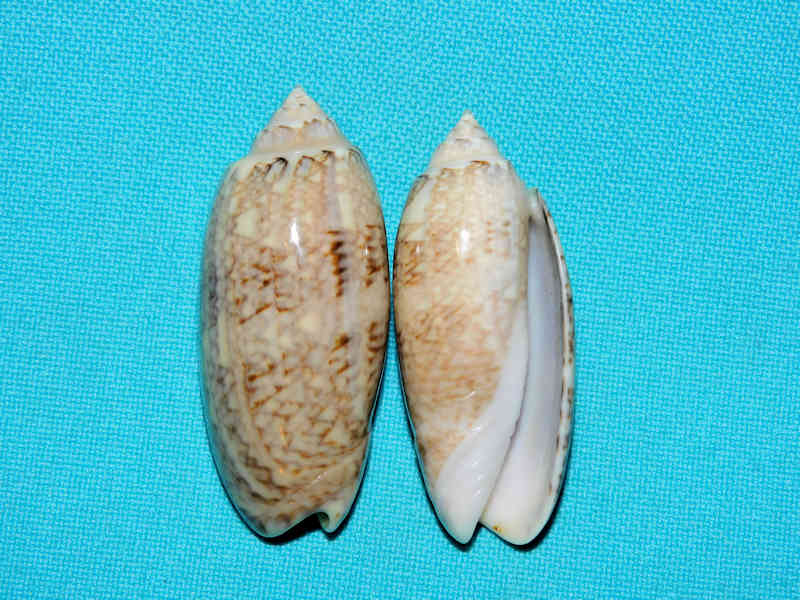 Americoliva sayana (2) 47.90mm. & 46.38mm. Tampa Bay #17256 Americoliva sayana (2) 47.90mm. & 46.38mm. Tampa Bay #17256