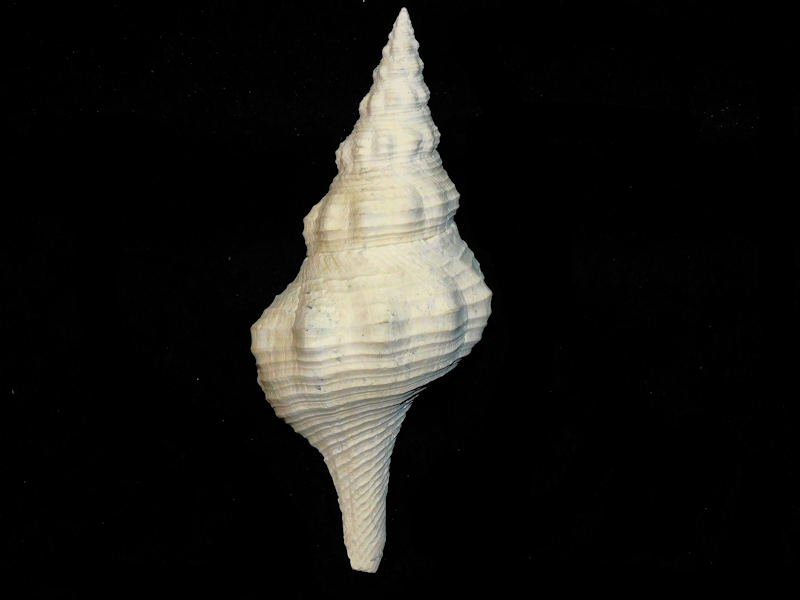 Triplofusus duplinensis 5 1/2" or 137.00mm."Uncommon"#17544 - Click Image to Close