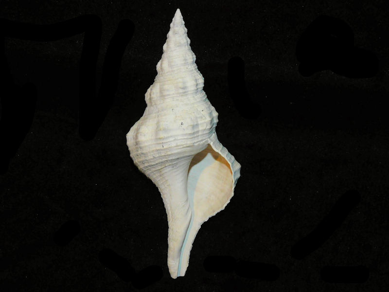 Triplofusus duplinensis 5 1/2" or 137.00mm."Uncommon"#17544 - Click Image to Close