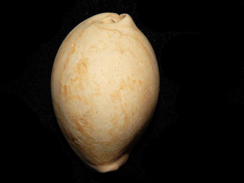 Siphocypraea (Lokossea) mulepenensis 2” -"Rare Dwarf"-Lot#14643 Siphocypraea (Lokossea) mulepenensis 2” -"Rare Dwarf"-Lot#14643
