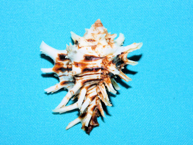 Hexaplex princeps 2” or 49.96mm. w/o."Dwarf"#700861