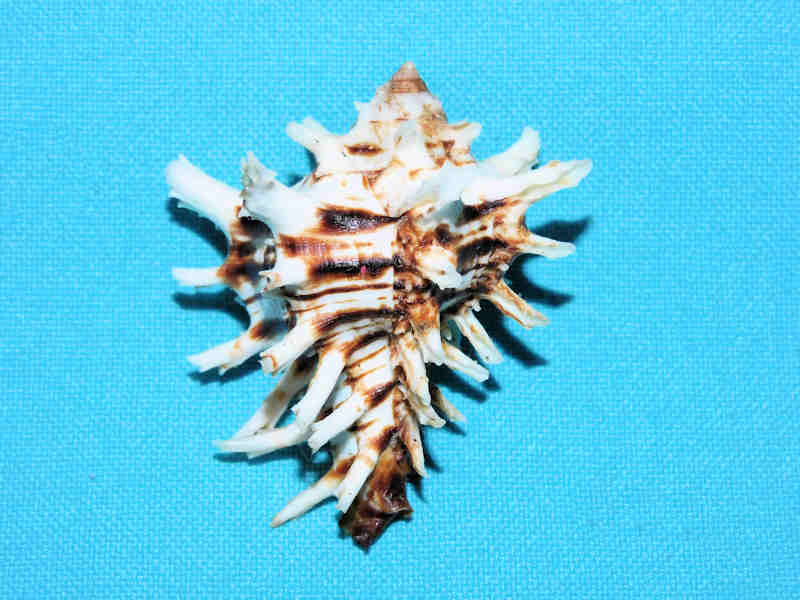 Hexaplex princeps 2” or 49.81mm. w/o.LOT#700974G (image for) Hexaplex princeps 2” or 49.81mm. w/o.LOT#700974G