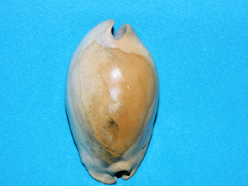 Akleistostoma juliagardnerae 2 3/8” & 59.93mm"Rare Dwarf"#800031 Akleistostoma juliagardnerae 2 3/8” & 59.93mm"Rare Dwarf"#800031