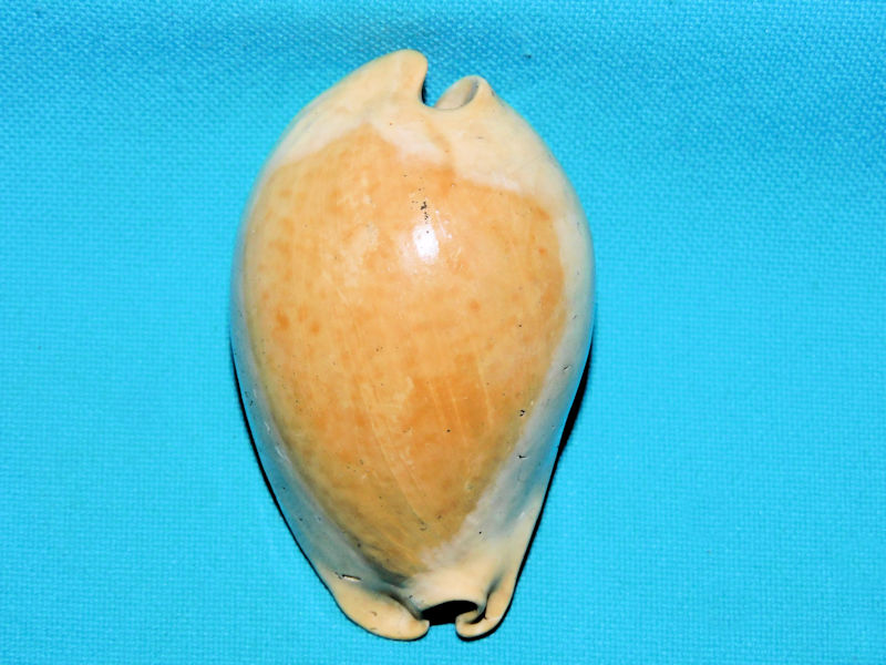 Akleistostoma juliagardnerae 2 ½” & 61.28mm. "Dwarf Rare"#900010 Akleistostoma juliagardnerae 2 ½” & 61.28mm. "Dwarf Rare"#900010