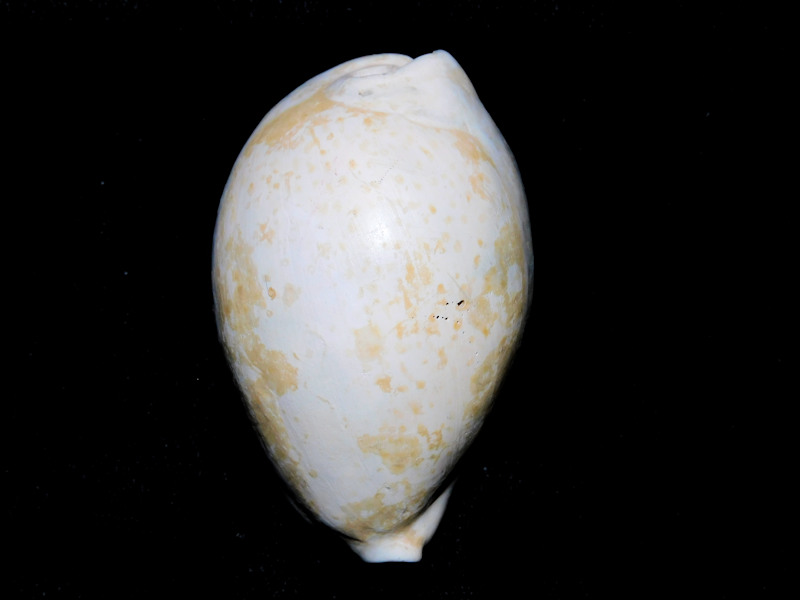 Siphocypraea mulepenensis 2 3/8” or 58.14mm."Dwarf"#16912 Siphocypraea mulepenensis 2 3/8” or 58.14mm."Dwarf"#16912