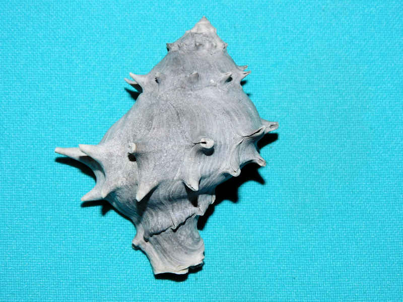 Tropochasca metae 2 5/8” or 64.37mm."Dwarf"#400116 Tropochasca metae 2 5/8” or 64.37mm."Dwarf"#400116